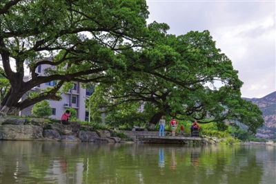 瑞安市塘下镇陈岙村从当年的电镀工业污染重灾区变成了现在花木成荫