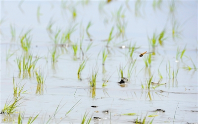 盐碱地上也能种水稻 袁隆平“海水稻”开始在温试种