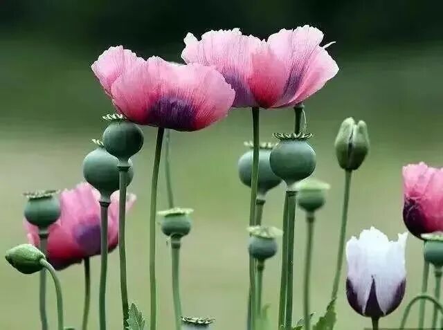 ��߽���2��Ԫ�����幫��ȫ�濪չ���ֲ����ж�